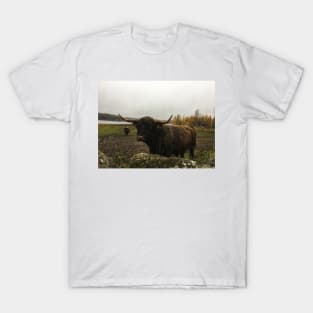 Scottish Highland Cattle Bull 2145 T-Shirt